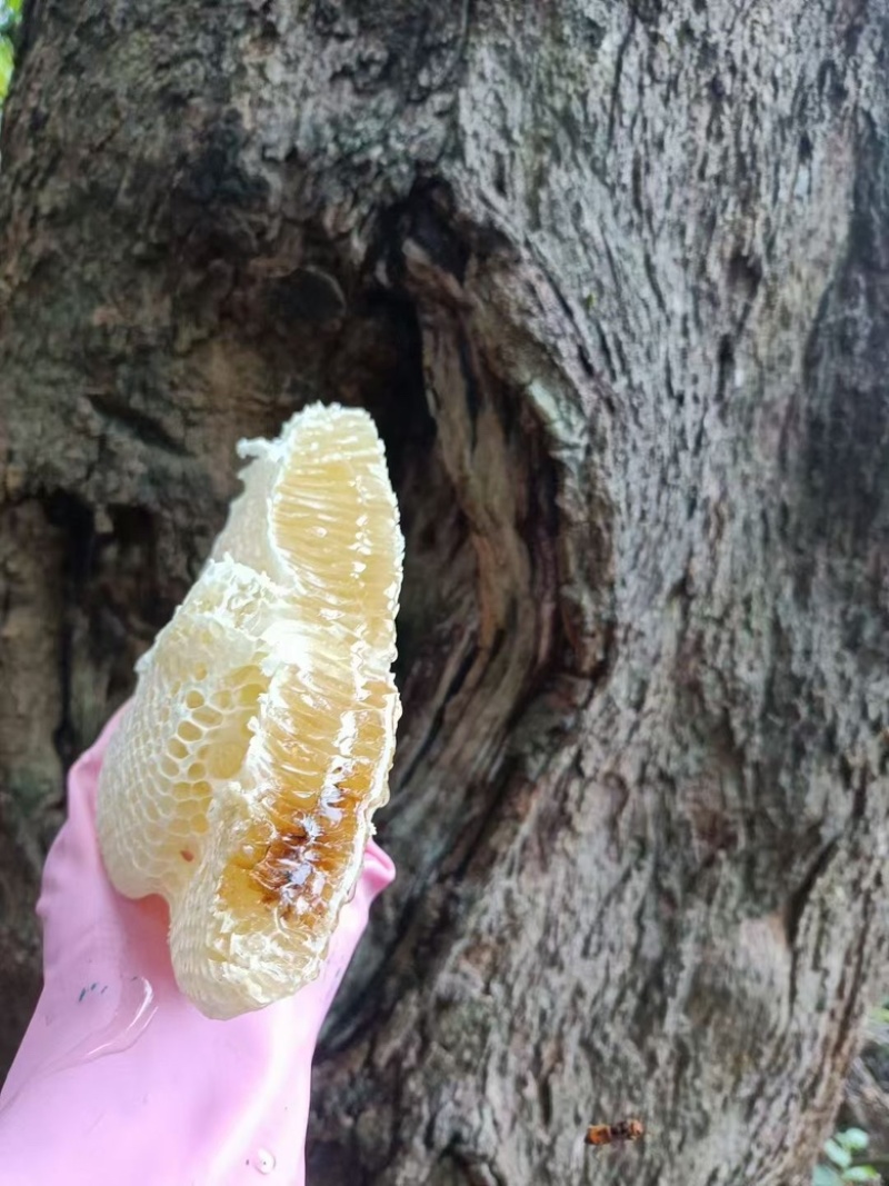 云南野生蜂蜜