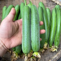 【丝瓜苗】强磁丝瓜苗油皮丝瓜苗穴盘蔬菜种苗货量充足