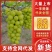 商丘夏邑精品阳光玫瑰基地，产地供货，欢迎来电咨询