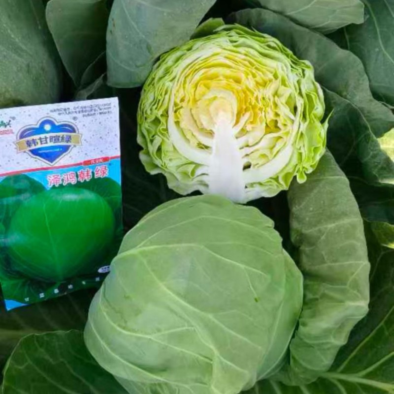 【甘蓝苗】绿甘蓝种苗包菜苗山东寿光各种蔬菜种苗