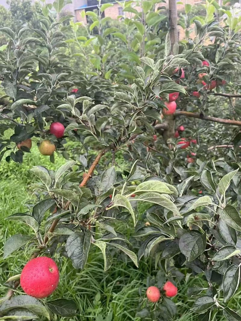 云南昭通早熟红露苹果，一手货源规格齐全对接电商市场批发商
