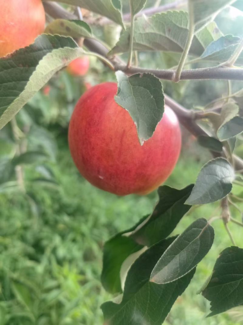 云南昭通早熟红露苹果，一手货源规格齐全对接电商市场批发商