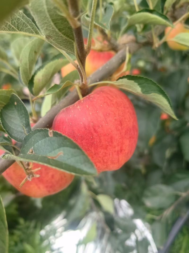 云南昭通早熟红露苹果，一手货源规格齐全对接电商市场批发商