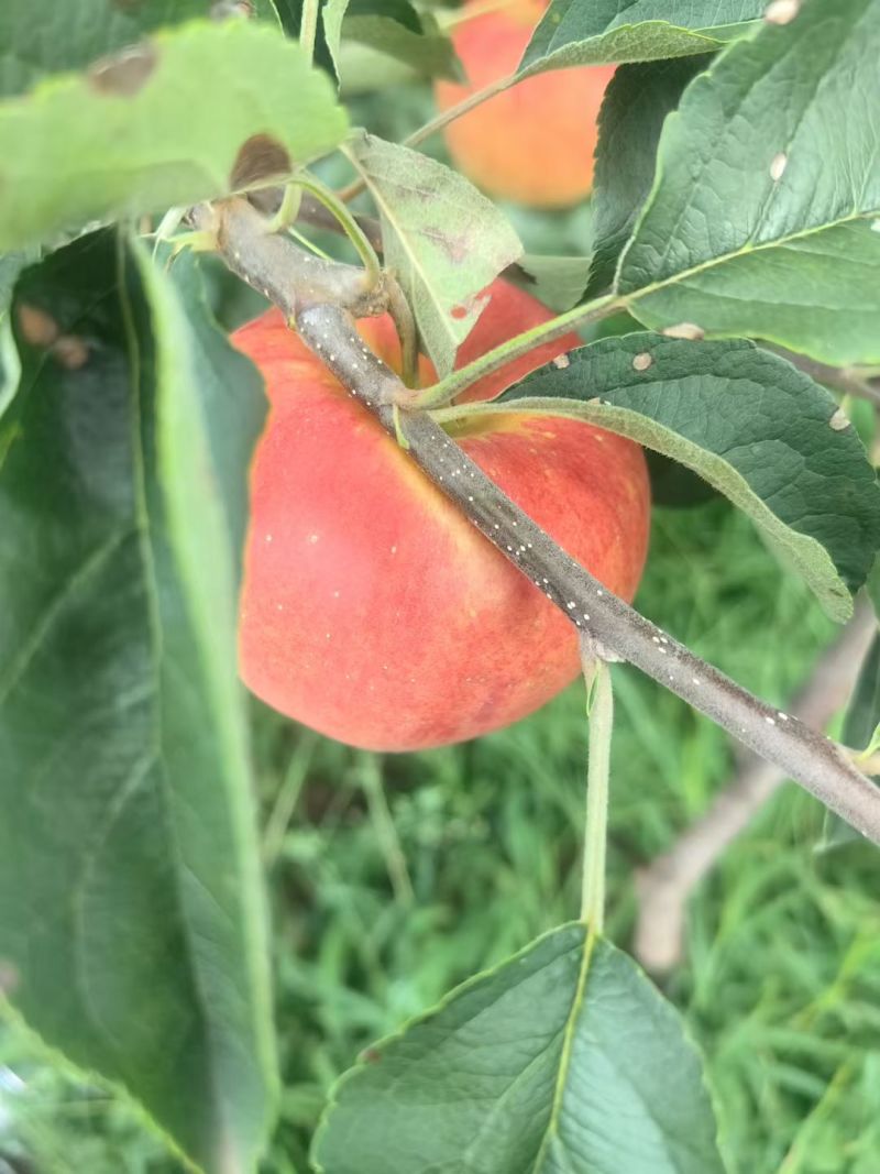 云南昭通早熟红露苹果，一手货源规格齐全对接电商市场批发商