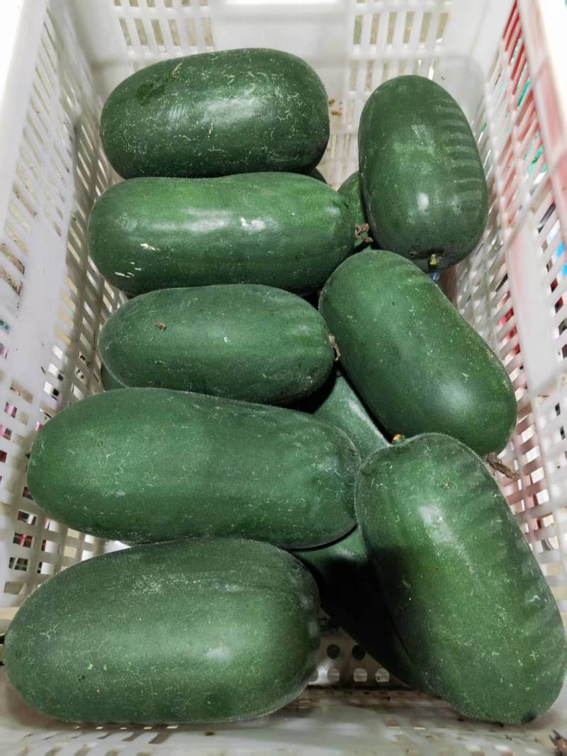 水果冬瓜，东瓜，大量出售，10吨起批
