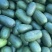 水果冬瓜，东瓜，大量出售，10吨起批