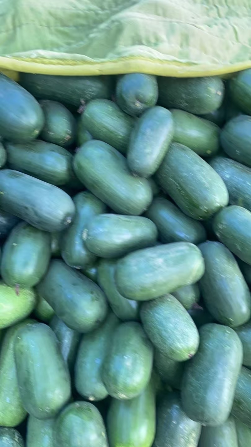 水果冬瓜，东瓜，大量出售，10吨起批