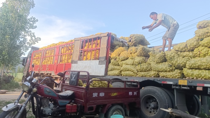 精品晒干土豆片，精品烘干干土豆块，厂家直销含检测报告