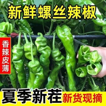 《螺丝椒》辽宁基地直发对接商超电商团购一条龙服务