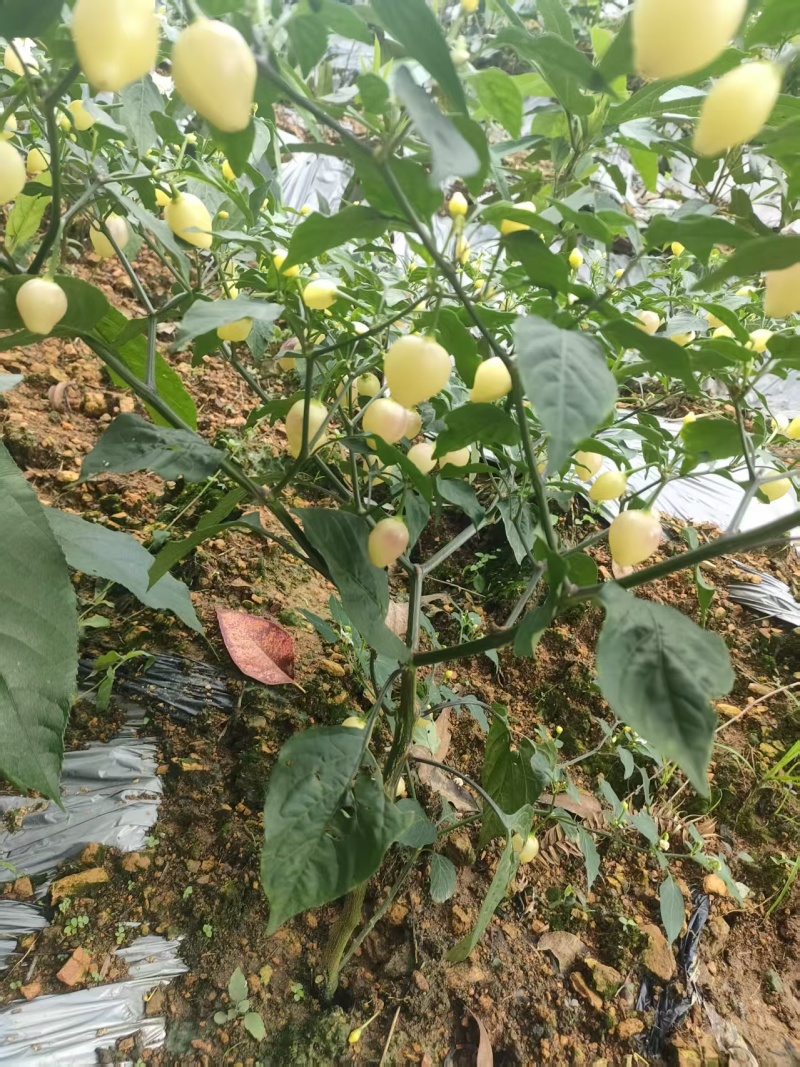 广西生态七彩椒