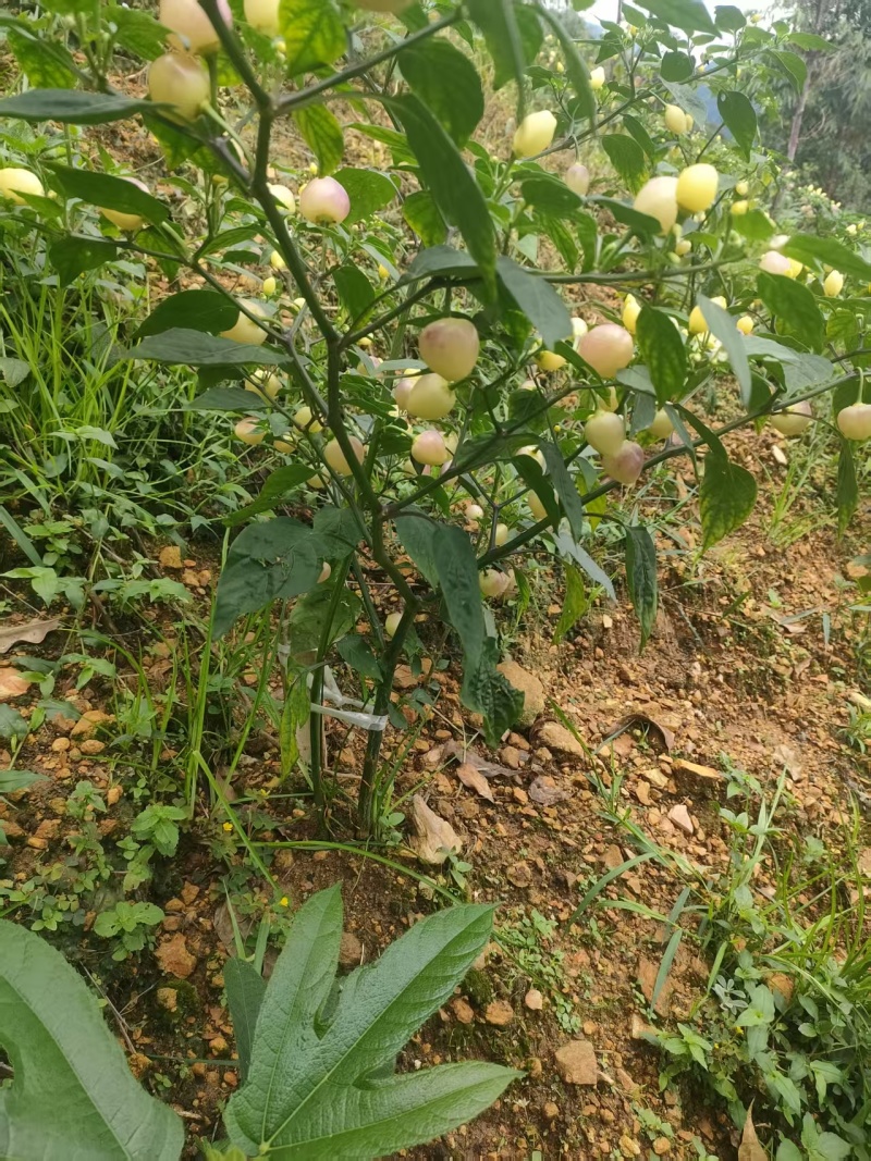广西生态七彩椒