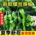 《螺丝椒》辽宁基地直发对接商超电商团购一条龙服务