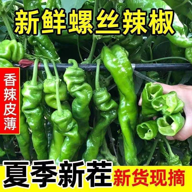《螺丝椒》辽宁基地直发对接商超电商团购一条龙服务
