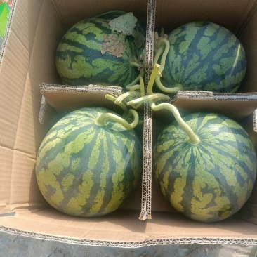 精品美都麒麟西瓜