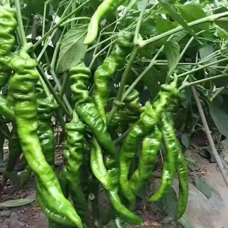 《精选》吉林螺丝椒基地直发保质保量现摘现发一条龙服务