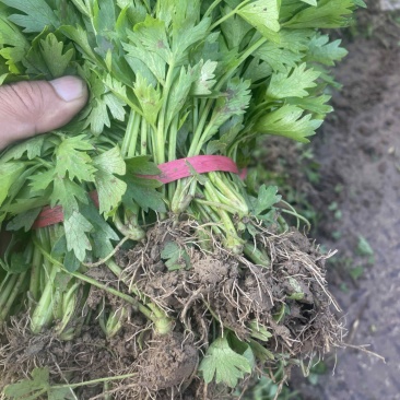 法国皇后芹菜苗，毛根多主根粗，叶片干净.