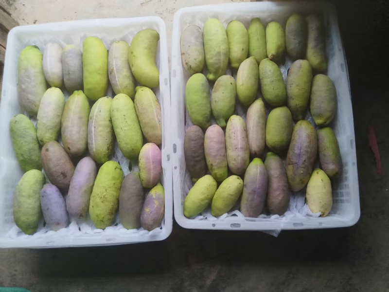 各位商超档口我是八月瓜种植户，一天可以出货3吨。