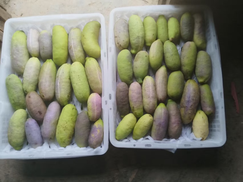 各位商超档口我是八月瓜种植户，一天可以出货3吨。