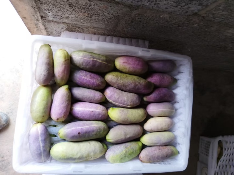 各位商超档口我是八月瓜种植户，一天可以出货3吨。