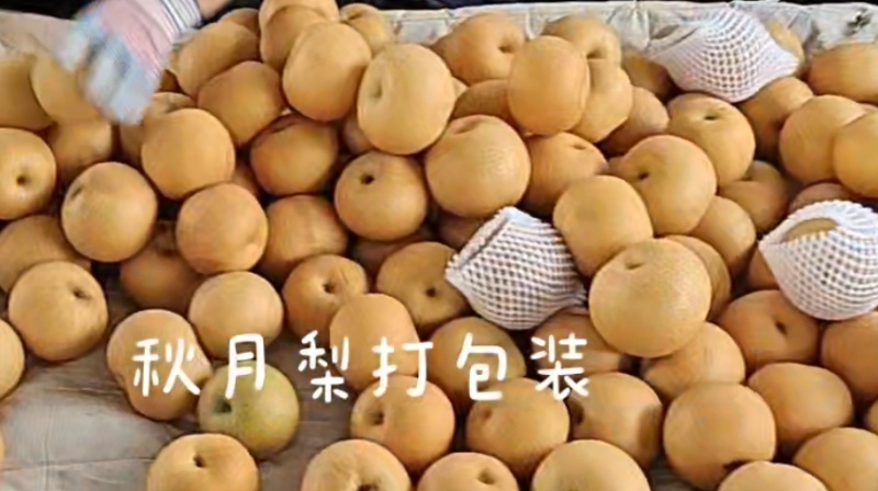 河南商丘酥梨秋月梨早熟梨