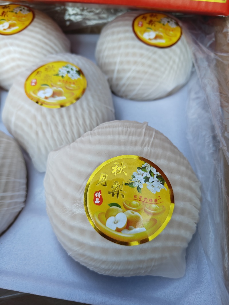 河南商丘酥梨秋月梨早熟梨