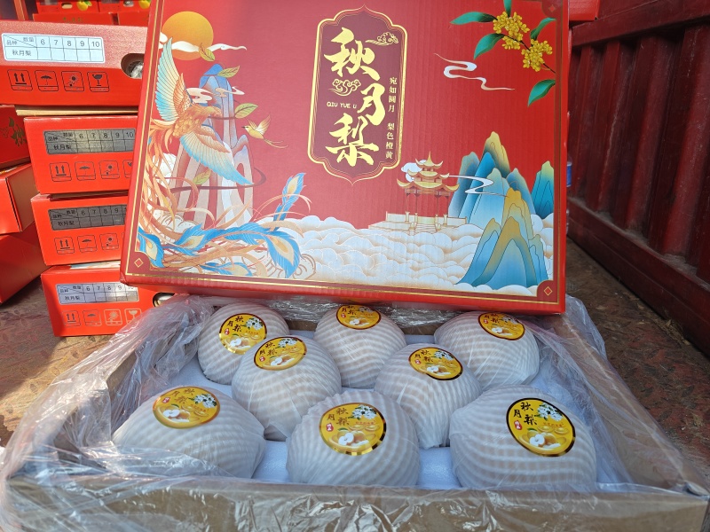 河南商丘酥梨秋月梨早熟梨