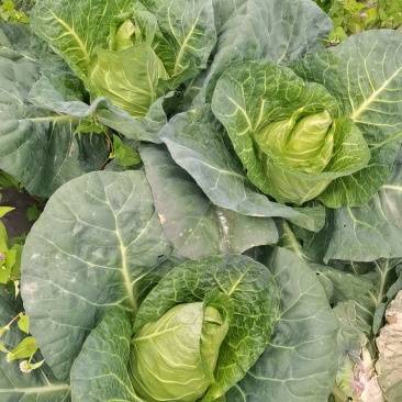 牛心甘蓝