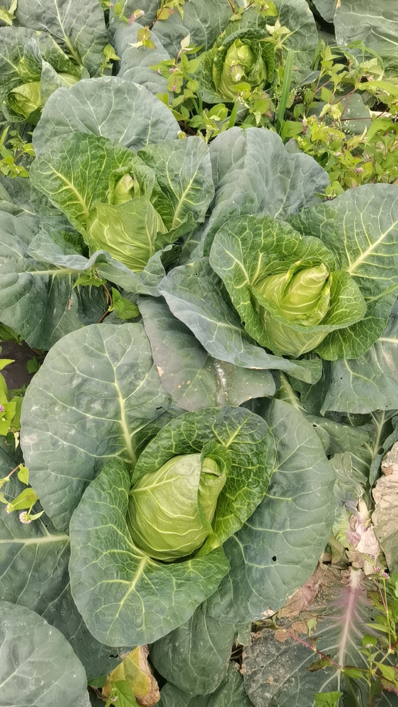 牛心甘蓝