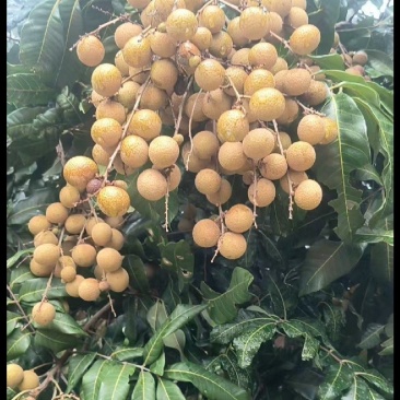 龙眼