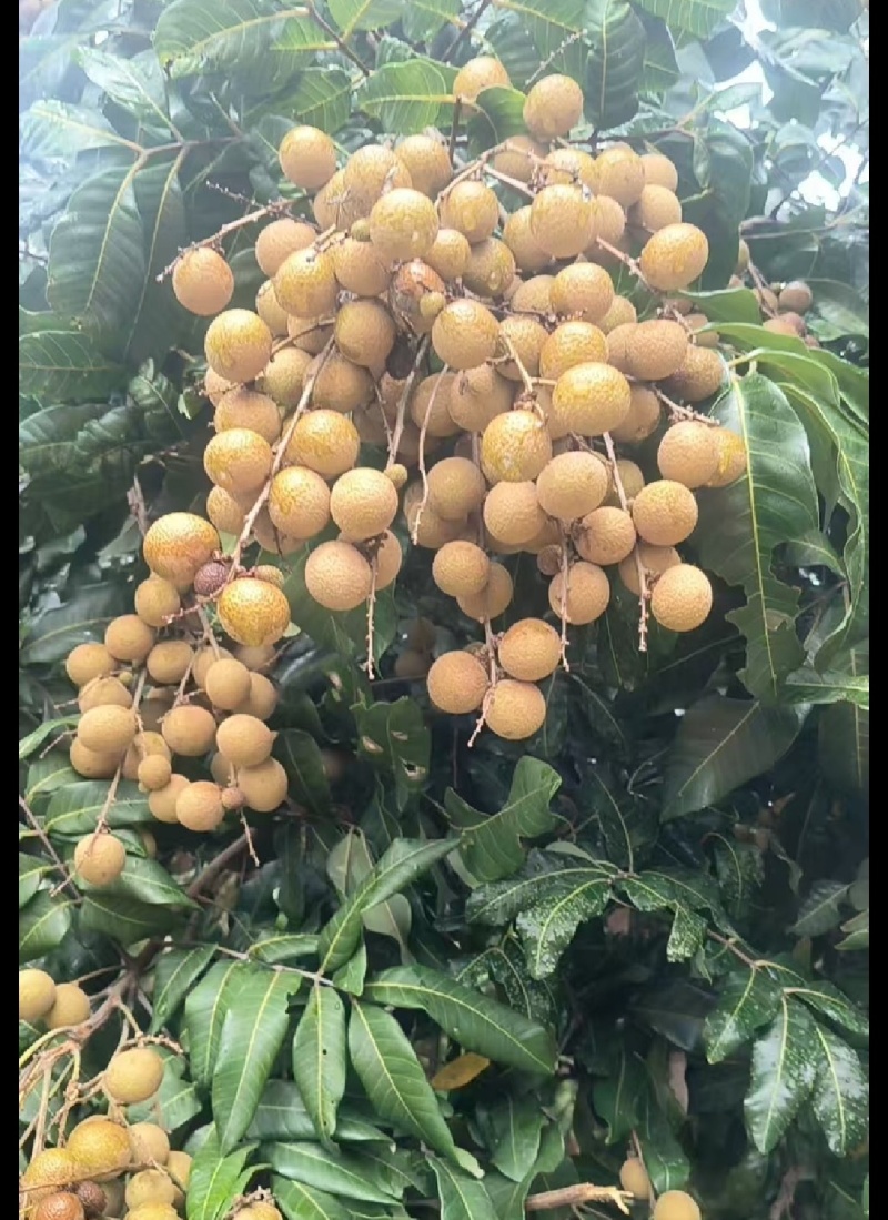 龙眼