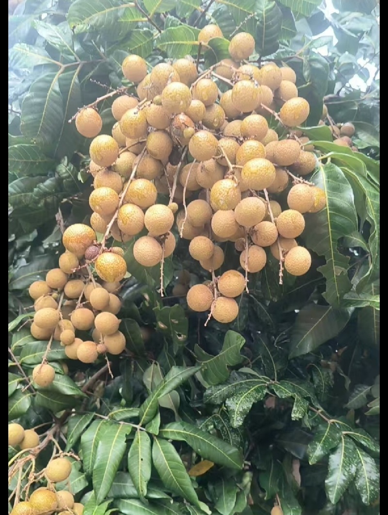 龙眼