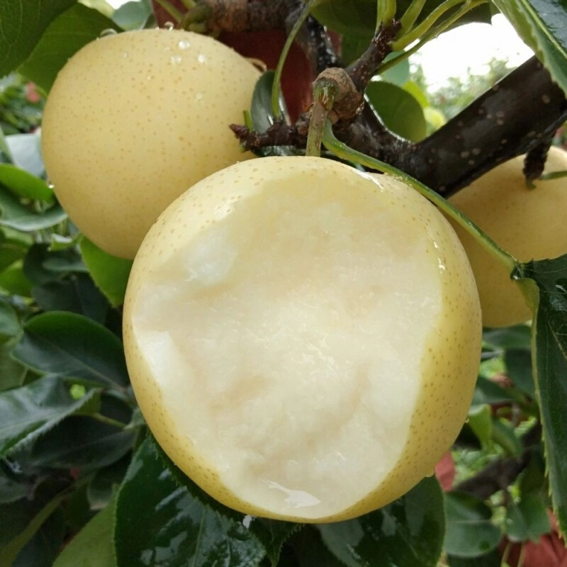 黄冠梨，陕西省皇冠梨含糖分高，果子清香，需要的赶紧速度