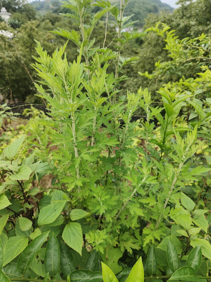 有很多爱草鲜叶