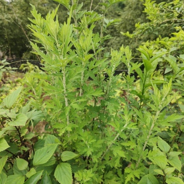 有很多爱草鲜叶