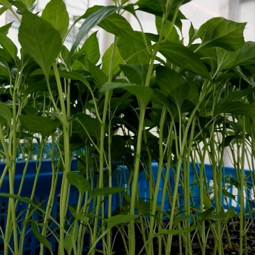 温州柳市辣椒种植基地
