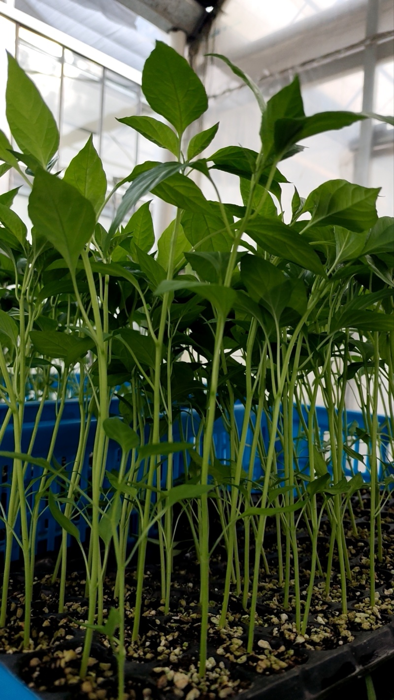 温州柳市辣椒种植基地