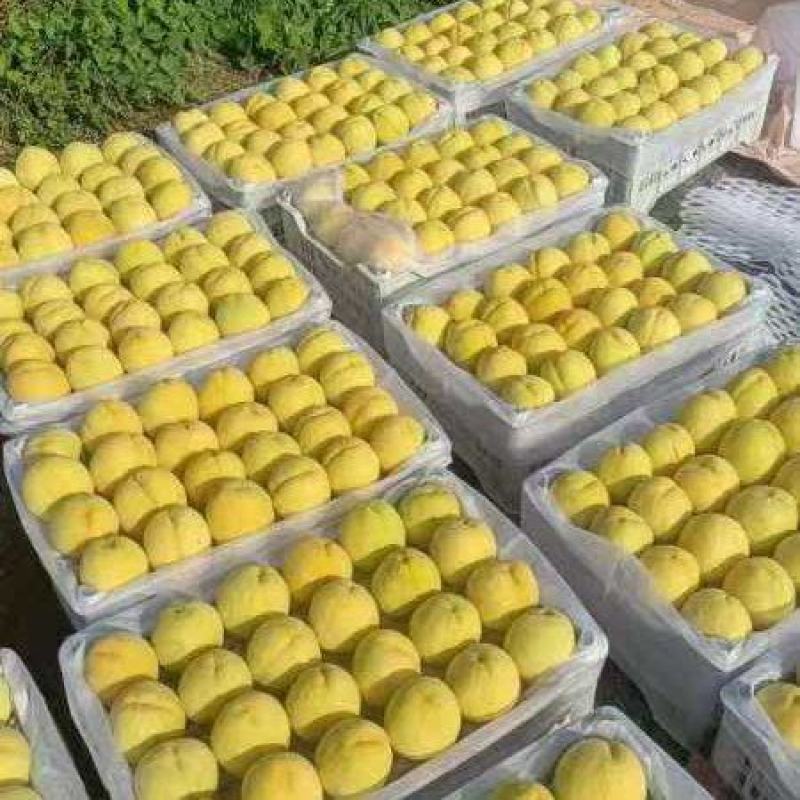 河北邢台威县黄金蜜毛桃黄金毛桃大量上市欢迎致电