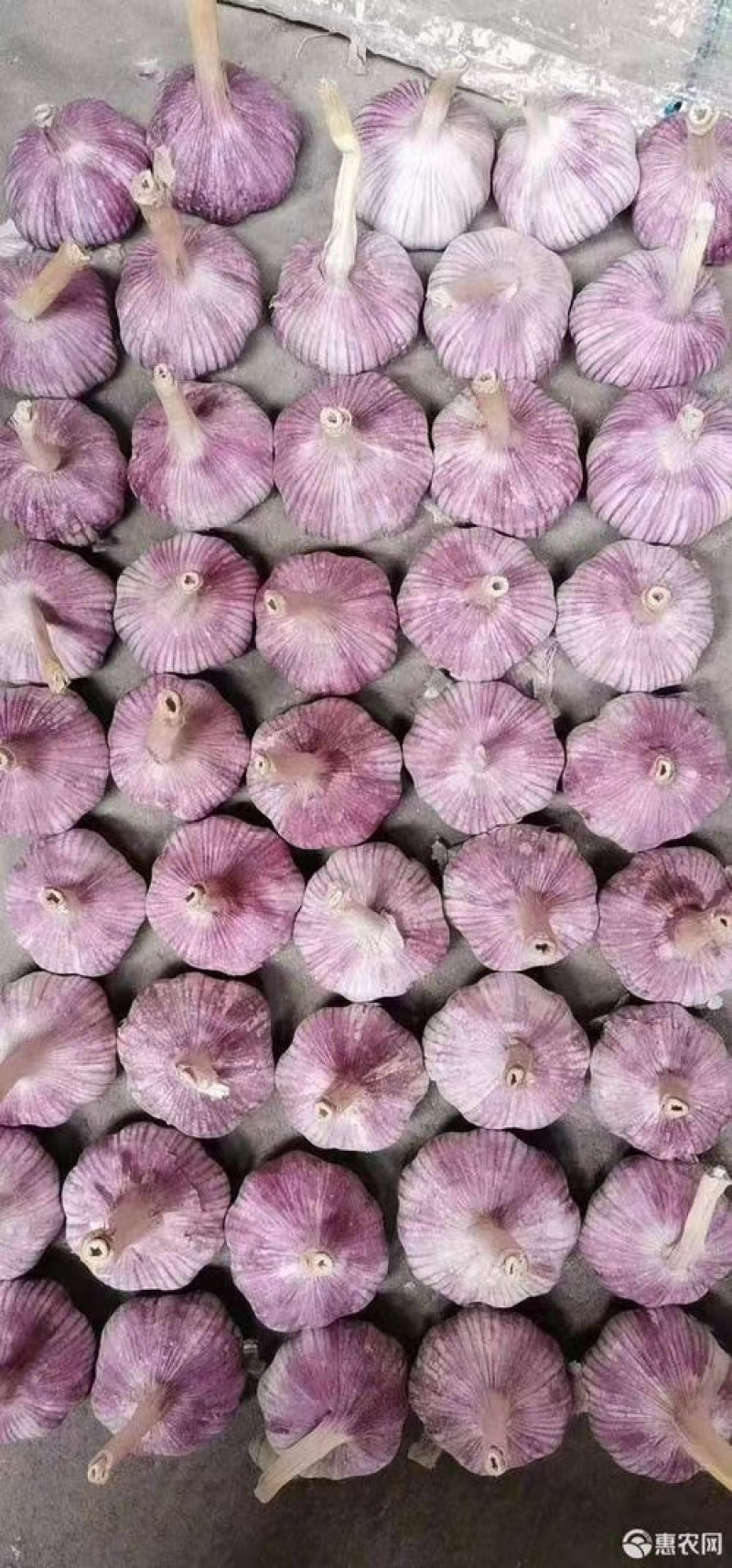 金乡太空蒜种大青稞蒜种红根蒜苗种子，铁蒜种子将军红蒜种