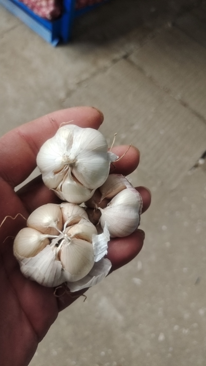 金乡太空蒜种大青稞蒜种红根蒜苗种子，铁蒜种子将军红蒜种