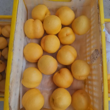 精品黄局油桃，蒙阴产地直发，对接全国市场平台电商！