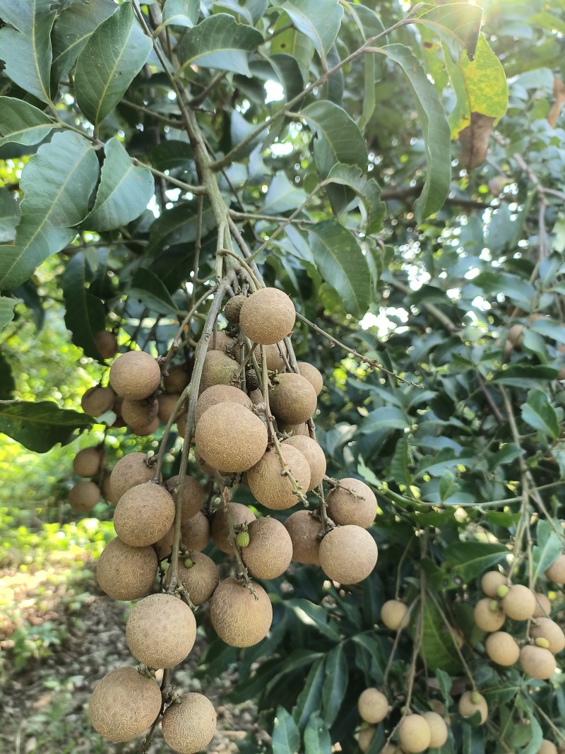 广东石峡龙眼