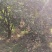 广东石峡龙眼