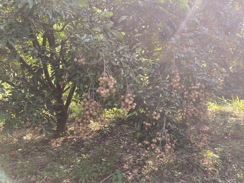 广东石峡龙眼