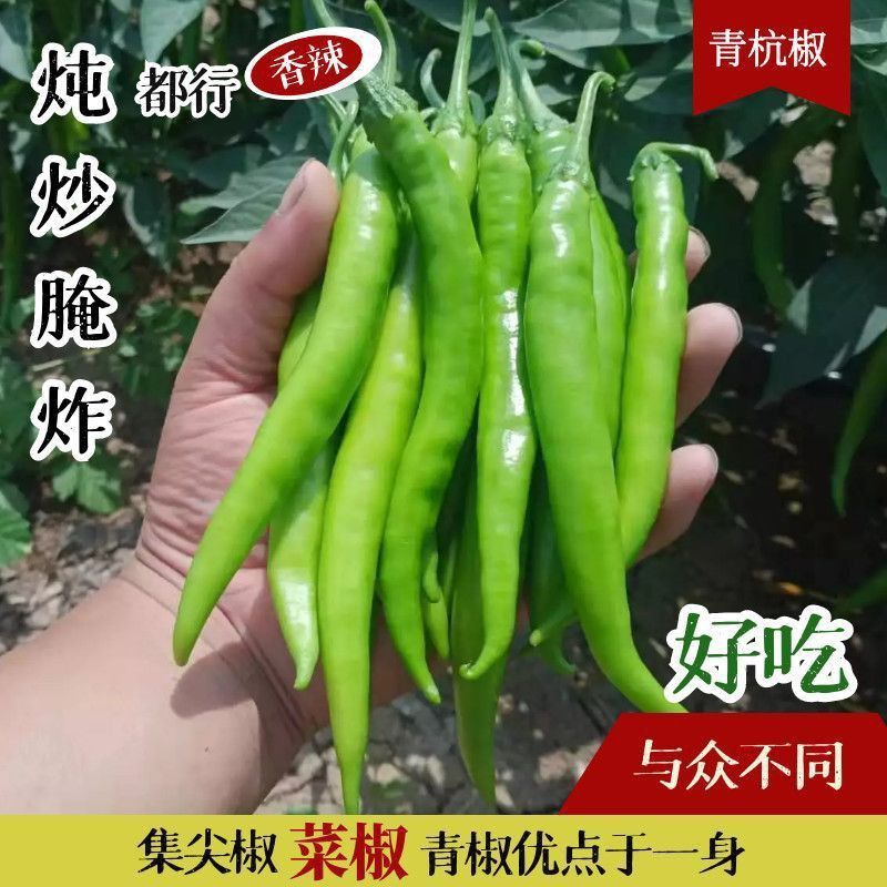 尼伯特辣椒黄皮辣椒品种规格齐全保质保量供货
