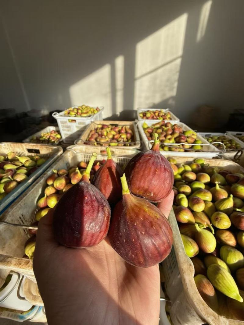 云南精品波姬红无花果产地直销空运落地全年不断货