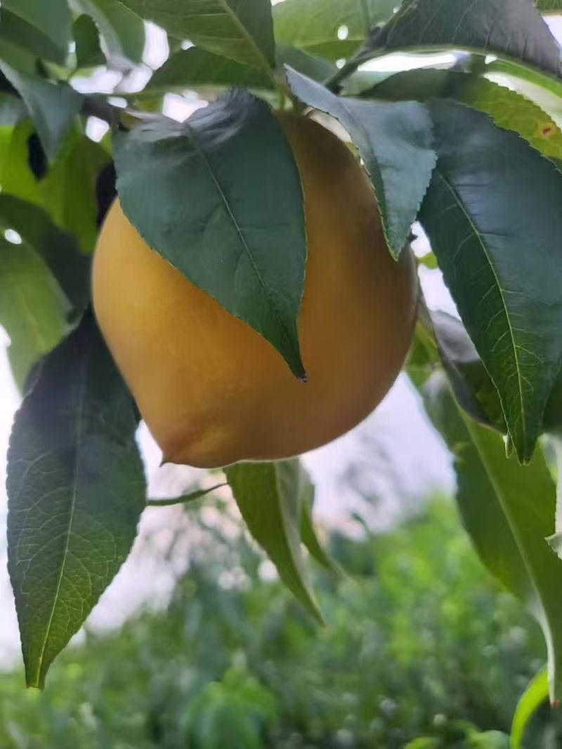 黄桃现摘发货