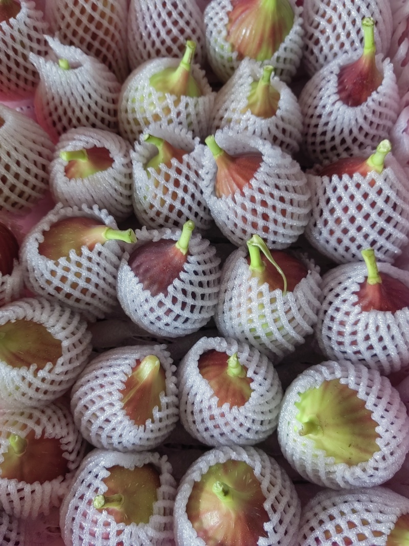 昆明基地常年大量批发新鲜无花果各种包装齐全欢迎洽谈！