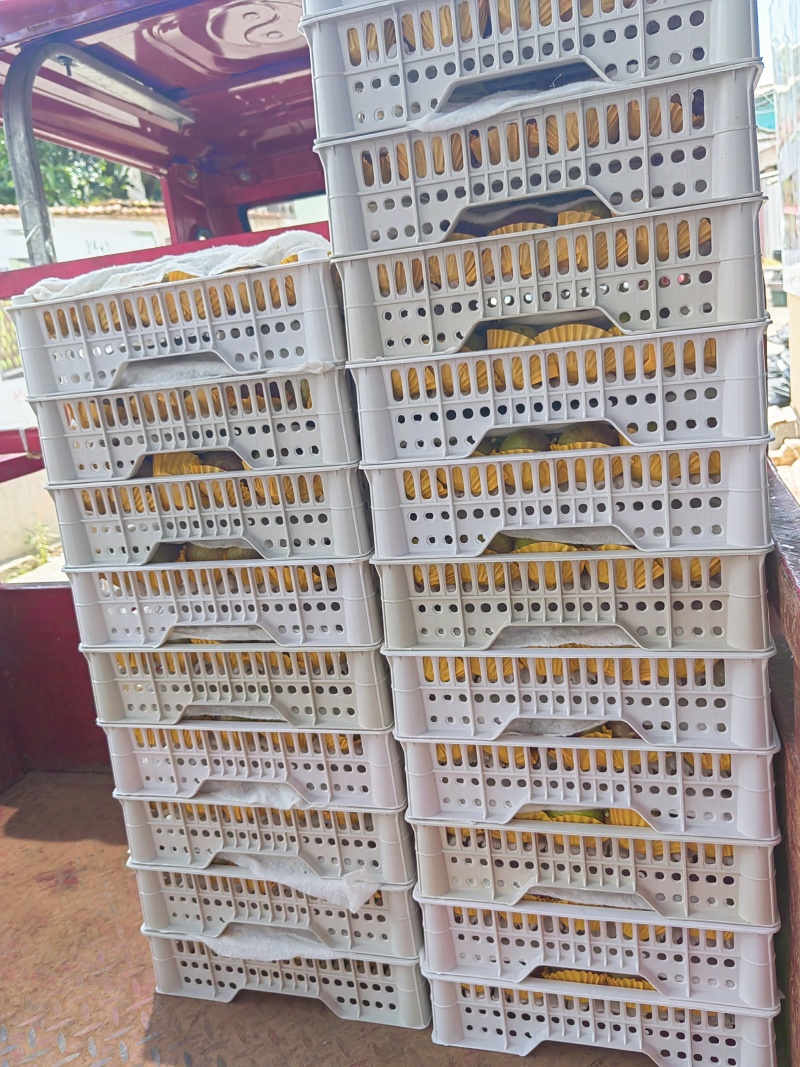 昆明基地常年大量批发新鲜无花果各种包装齐全欢迎洽谈！