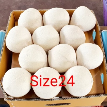 椰皇椰蛋，产地价2.9元/个，按柜发货