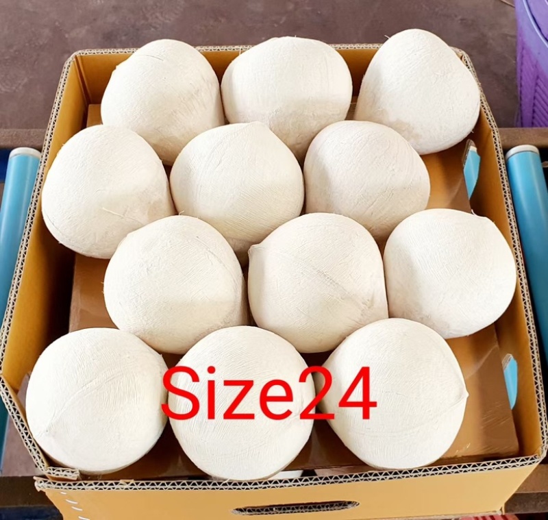 椰皇椰蛋，产地价2.9元/个，按柜发货